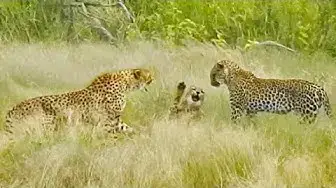 Video thumbnail for Cheetah Mother Tries Saving Cub After Leopard Catches It