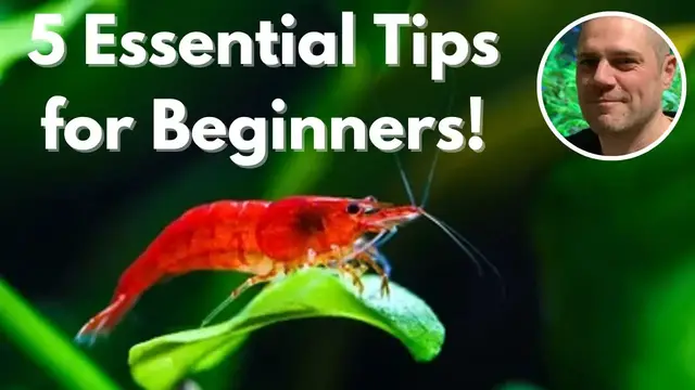 Video thumbnail for 5 Essential Shrimp Keeping Tips for Beginners in 2023