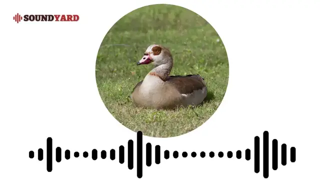 Video thumbnail for Egyptian Goose Sound, Egyptian Goose Call and Song [Audiogram Version]