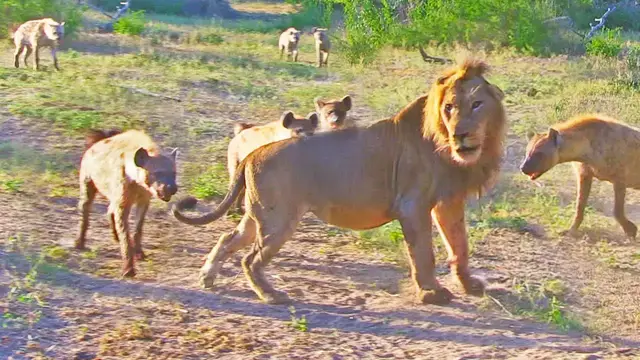 Video thumbnail for Hyenas Try Dragging Lion Off Buffalo By Its Tail