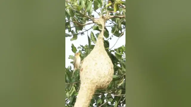 Video thumbnail for Baya weaver bird and nest #shorts