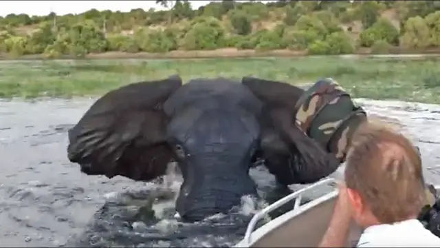 Video thumbnail for Elephant Charges & Hits Boat