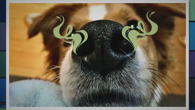 Video thumbnail for Why does my dog keep sniffing me?