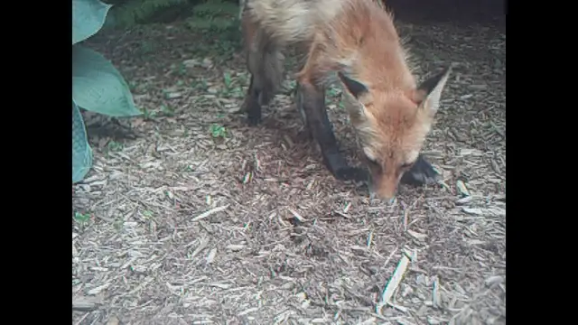 Video thumbnail for Fox leaves a gift