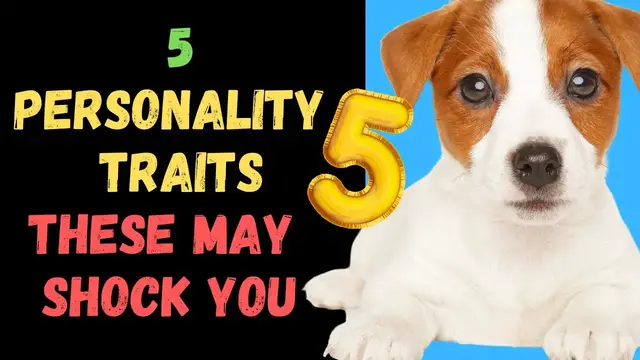 Video thumbnail for Jack Russell Terriers (5 Personality Characteristics That May Surprise You)