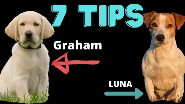 Video thumbnail for Jack Russell Terriers With Other Dogs (7 Tips To Make Sure It Goes Smoothly)