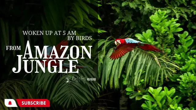 Video thumbnail for WokenUpAt5am - The Sound of Amazon Jungle at morning - Birds , Forest Sounds