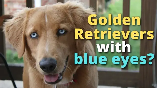 Video thumbnail for Golden Retrievers With Blue Eyes?