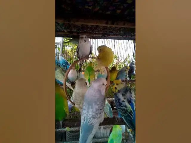 'Video thumbnail for 🌞 Como Proteger Seus Periquitos Durante Dias de Calor Intenso'