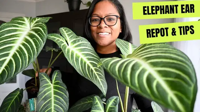 'Video thumbnail for ELEPHANT EAR PLANT CARE TIPS & REPOT | SOIL MIX | ANTHURIUM REPOT AND CARE TIPS'