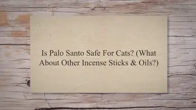 'Video thumbnail for Is Palo Santo Safe For Cats? [What About Other Incense Sticks & Oils?]'