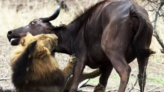 Video thumbnail for Male Lions Kill Buffalo Mother & Calf - Latest Wildlife Sightings