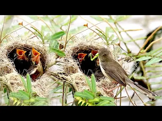 'Video thumbnail for The Under nest, babie rice sprrow bird to wait eat on nest'