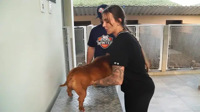 'Video thumbnail for COMO É FEITA A INSEMINAÇÃO ARTIFICIAL EM CÃES?'