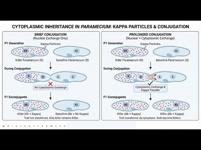 Video thumbnail for Cytoplasmic Inheritance|| Kappa Particles in Paramecium aurelia Experiment Explained