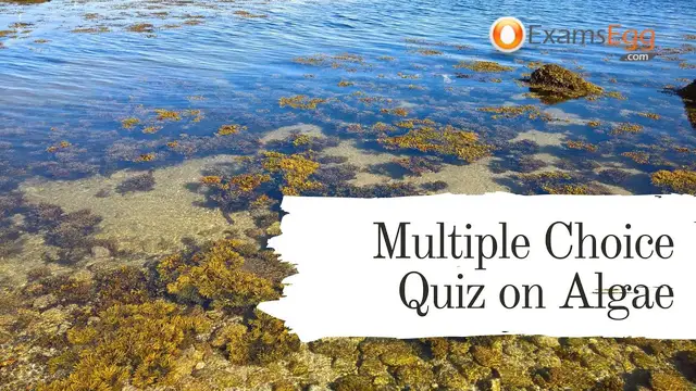 Video thumbnail for Multiple Choice Quiz on Algae - Examsegg