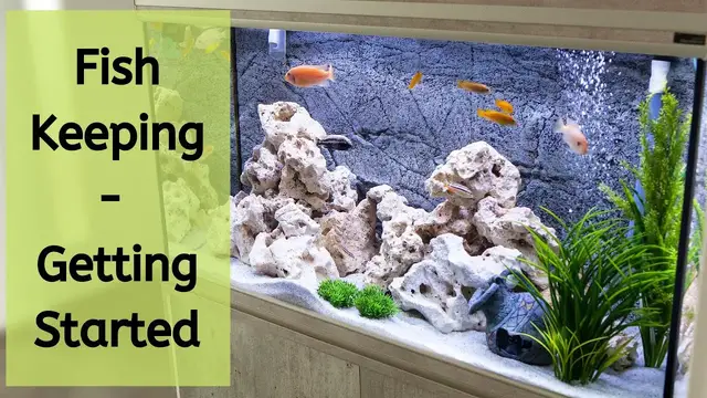 'Video thumbnail for How To Start Tropical Fish Keeping For The First Time | Fish Keeping For Beginners'