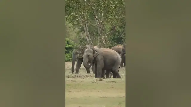 Video thumbnail for Elephants #shorts