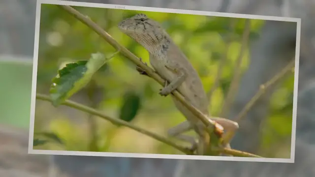 'Video thumbnail for What Do Wild Lizards Eat?'