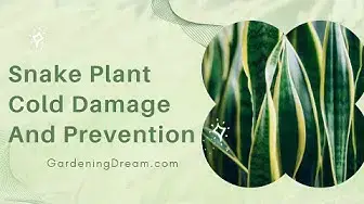 'Video thumbnail for Snake Plant Cold Damage And Prevention'