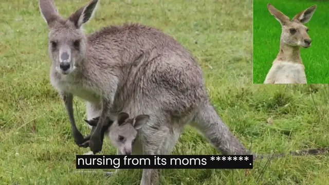 Video thumbnail for What Is A Baby Kangaroo Called?