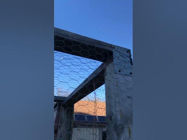 Video thumbnail for The squabs are coming in faster and better than expected