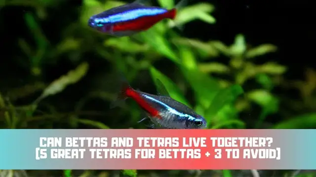 Video thumbnail for Can Bettas And Tetras Live Together? (5 GREAT Tetras For Bettas + 3 To Avoid)