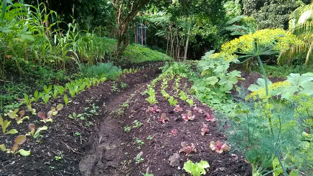 Video thumbnail for Main Differences Between Permaculture And Syntropic Farming