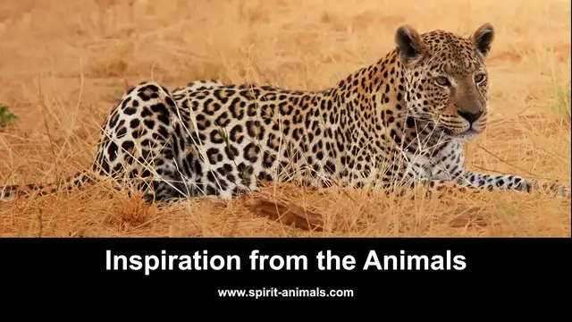 Video thumbnail for Inspiration from the Animals