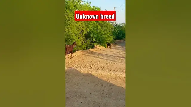 'Video thumbnail for Dog with Goats 🐐 #dogs #shorts'