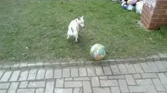 Video thumbnail for Dylan the footballing dog