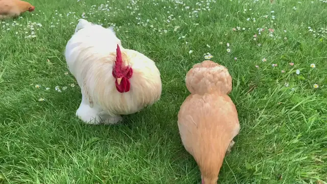 'Video thumbnail for Buff Orpington Cockerel '