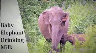 Video thumbnail for Baby Elephant Drinking Milk | Udawalawa National Park | Sri Lanka