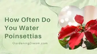 Video thumbnail for How Often Do You Water Poinsettias