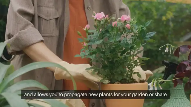 Video thumbnail for How to Divide and Transplant Perennials