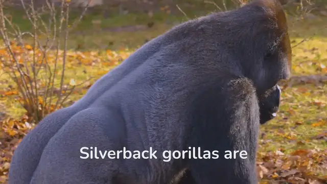 Video thumbnail for Fascinating Facts: Unveiling Silverback Gorilla Behavior