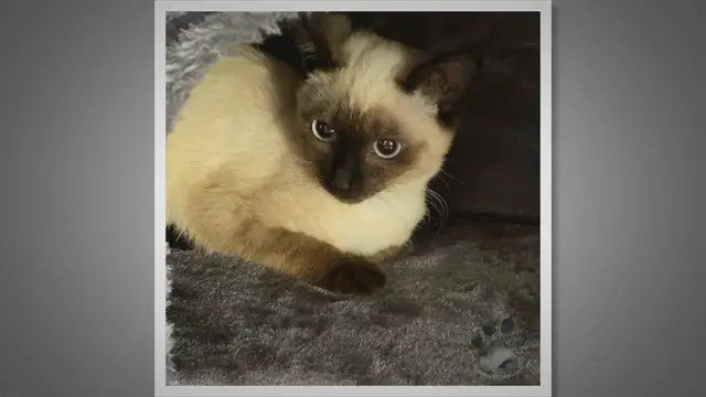 Video thumbnail for Top 60 Good Names for Siamese Cats