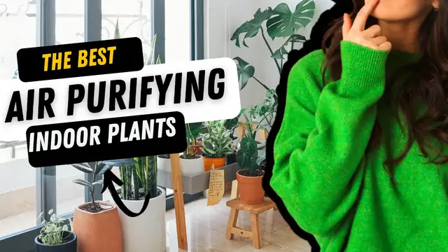 'Video thumbnail for 7 best Air Purifying Indoor Plants For Styling Your Home'