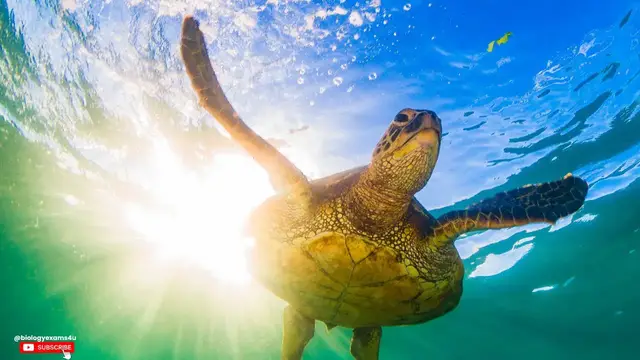 Video thumbnail for "65 Extraordinary Sea Animals" you may not know! Explore the Fascinating Sea World