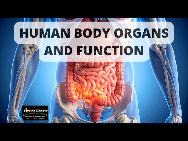 Video thumbnail for Human Body Organs and Functions in 3 Minutes|| BioFlash Series @biologyexams4u