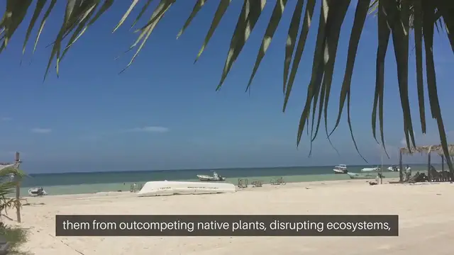 Video thumbnail for Managing Invasive Species in Your Garden