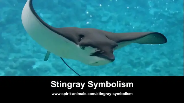 'Video thumbnail for Stingray Symbolism'