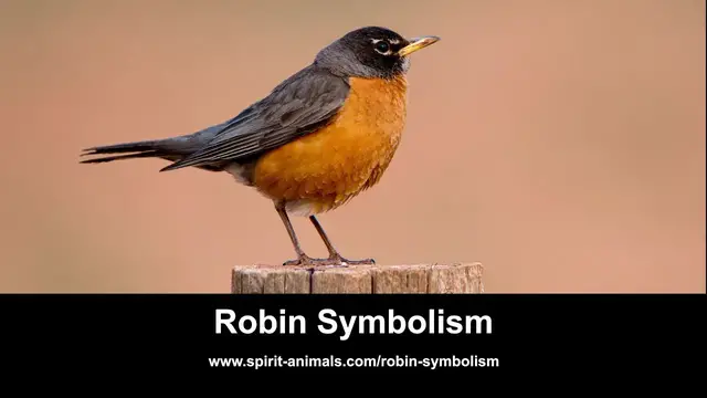 'Video thumbnail for Robin Symbolism'