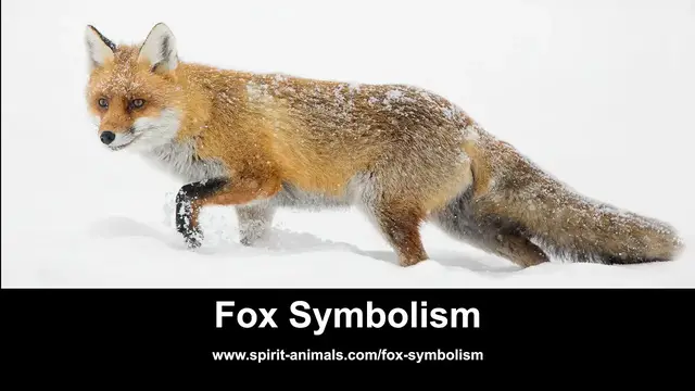 Video thumbnail for Fox Symbolism