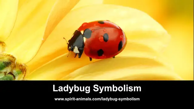 Video thumbnail for Ladybug Symbolism