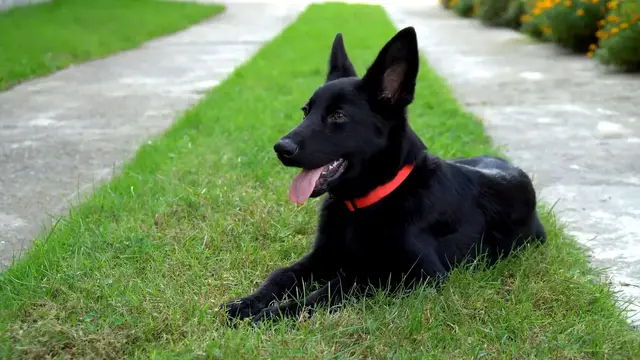 'Video thumbnail for The Truth About German Shepherd Temperament'