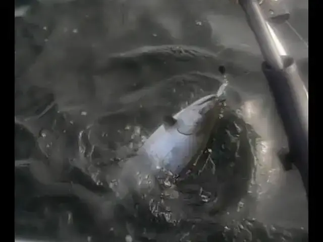 'Video thumbnail for Hooking a King while fishing for Coho in MA10'