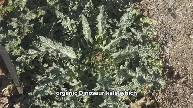 Video thumbnail for green juice recipe