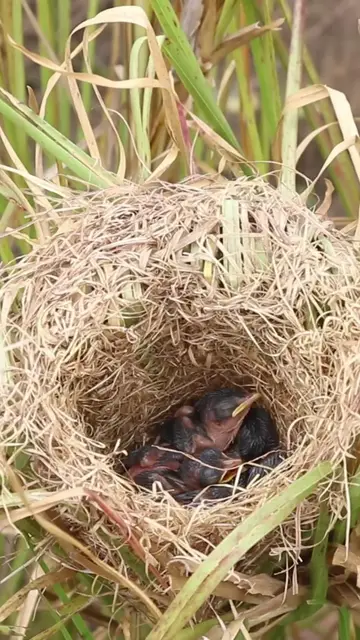 Video thumbnail for Baby Grown Sparrow In Nest EP#016 #nestegg #egglaying #satisfying #nestling #eggproduction  #nesting