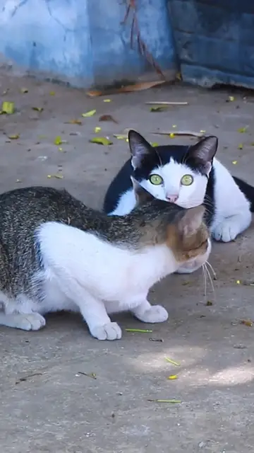 Video thumbnail for Wow Cats EP.003 #cat #shortcat #catchcatch #bitcat